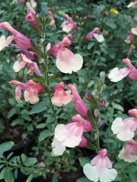 Salvia 'autumn moon'