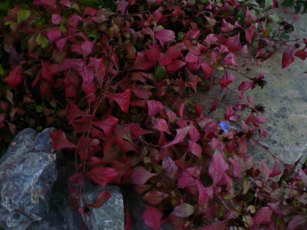 Fall color of Ceratostigma