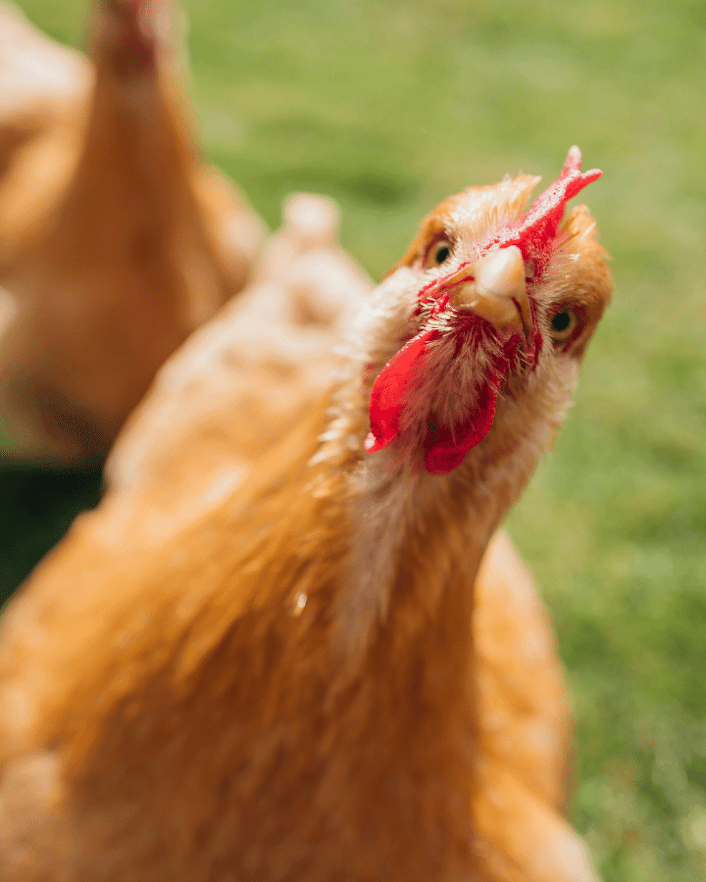 chicken looking at you