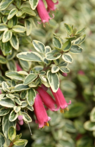 Correa 'Wynn's wonder'