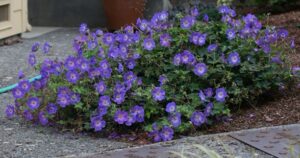 Geranium 'johnsons blue'