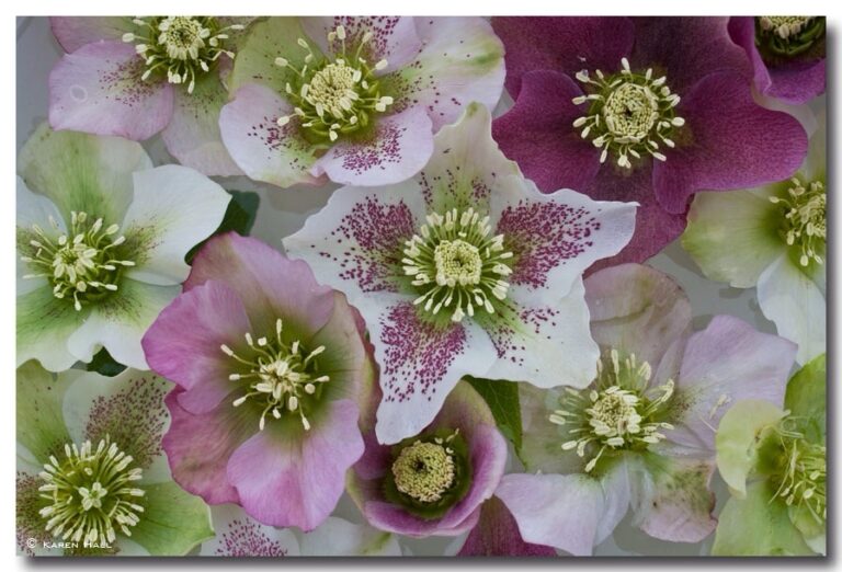 Hellebore flowers