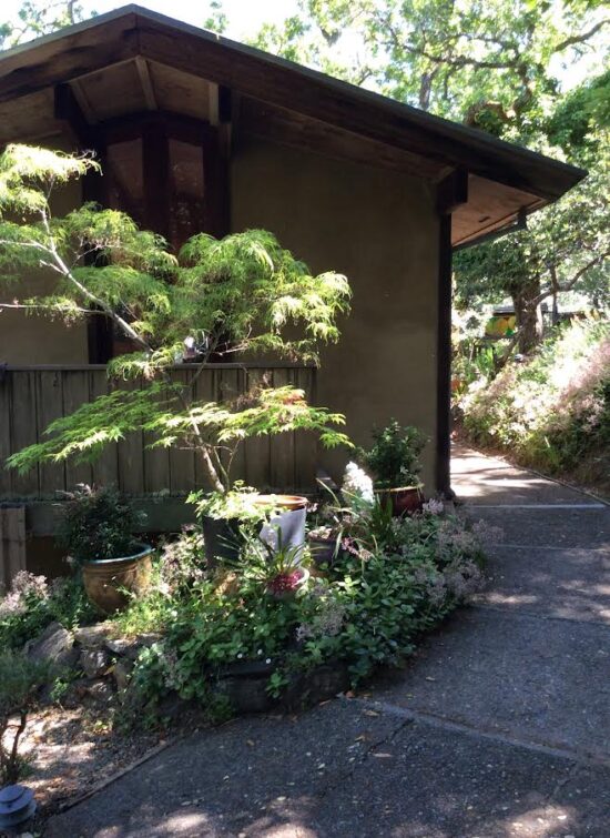 A garden with trees and shrubs in the middle of it.