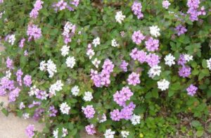 Lantana montevidensis- two colors together
