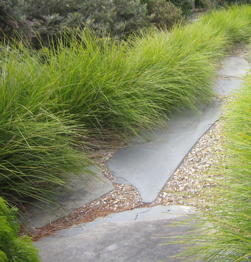 Lomandra 'Breeze'