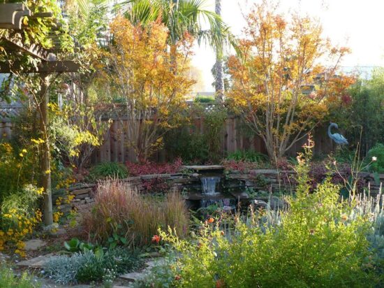 Crape Myrtle around a pond area with fall color