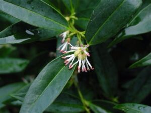 Sarcococca flower- sweet scent