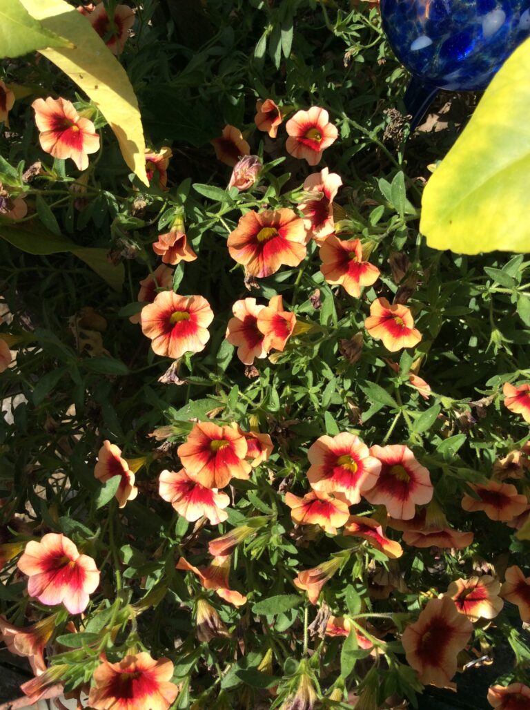 Calibrachoa- Million Bells