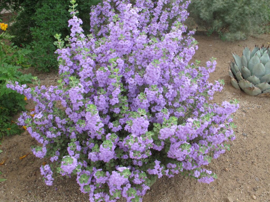 Leucophyllum from Western States Nursery