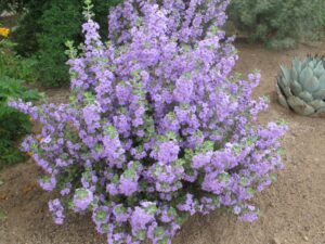 Leucophyllum from Western States Nursery