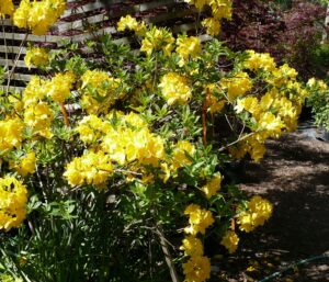 yellow rhododendrons