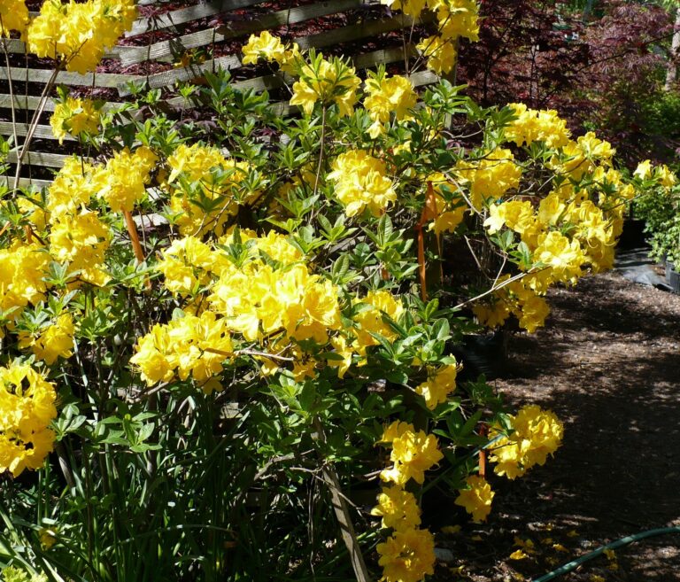 yellow rhododendrons