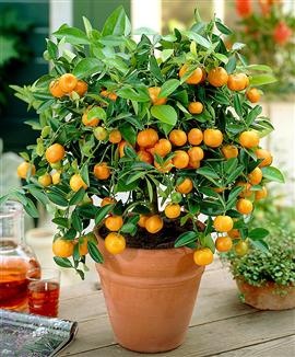 potted orange tree