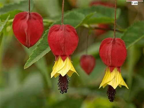 abutilon flower