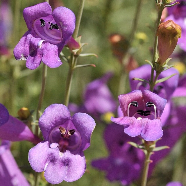 penstemon flowers