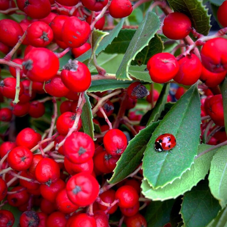 toyon berries and ladybug