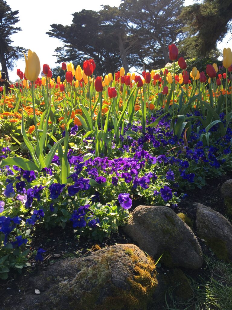 Queen Whilamena Garden Tulips and Pansies