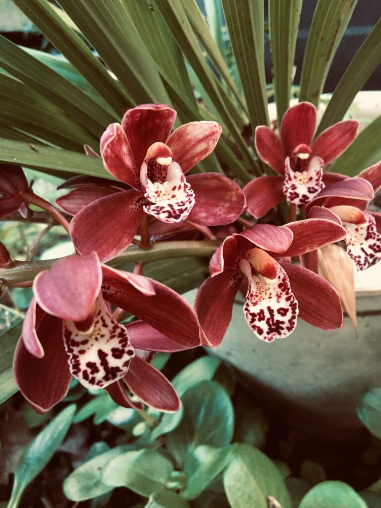 deep coffee color cymbidium orchid