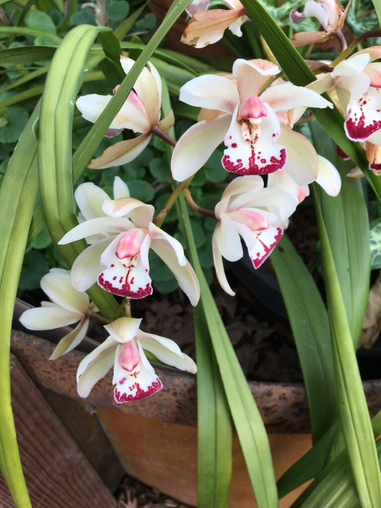 cymbidium- white