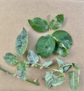 powdery mildew on rose leaves