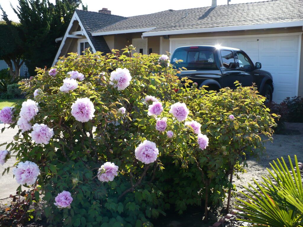 shrub peony