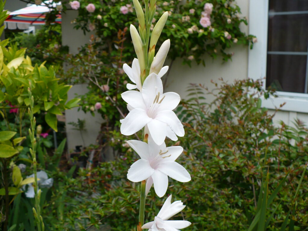 Watsonia flower