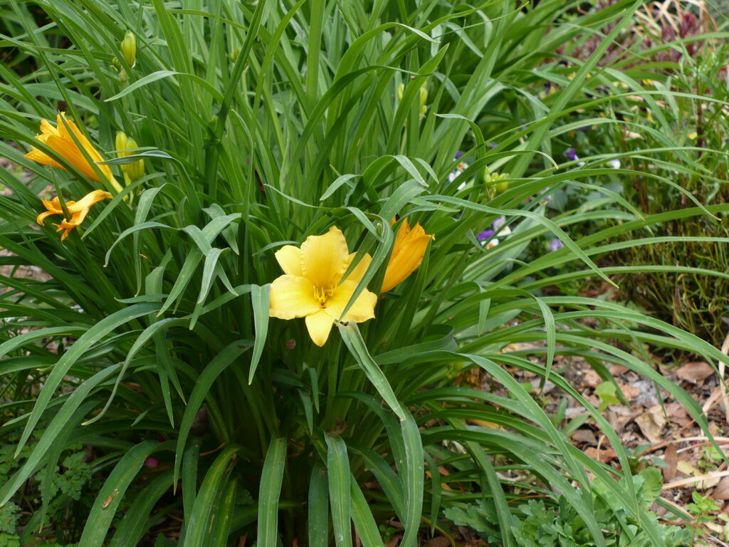 daylily- yellow