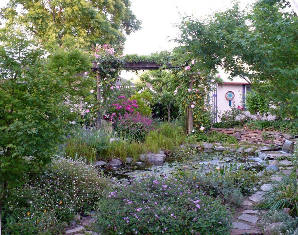 pond garden in summer