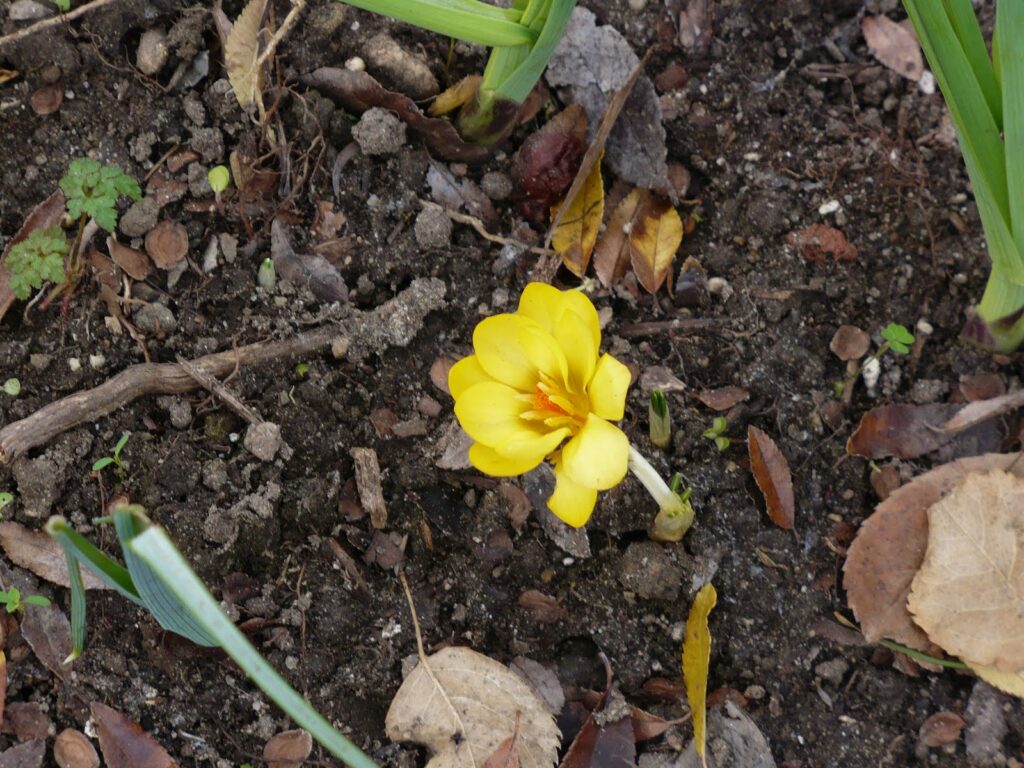 crocus flower