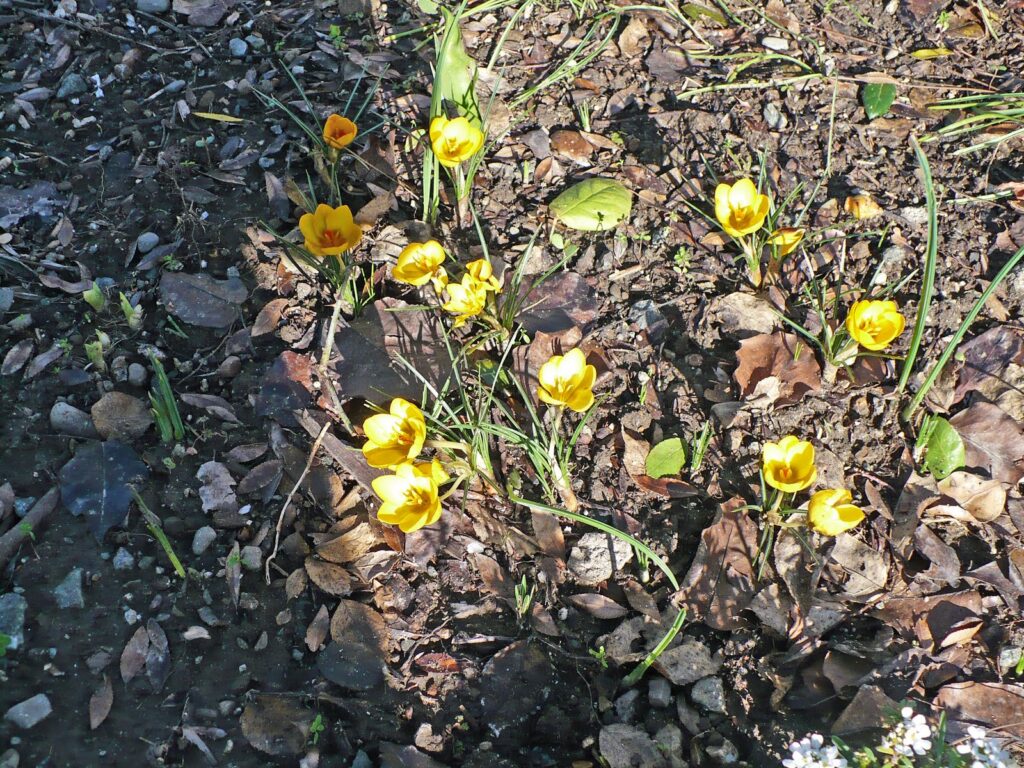 yellow crocus