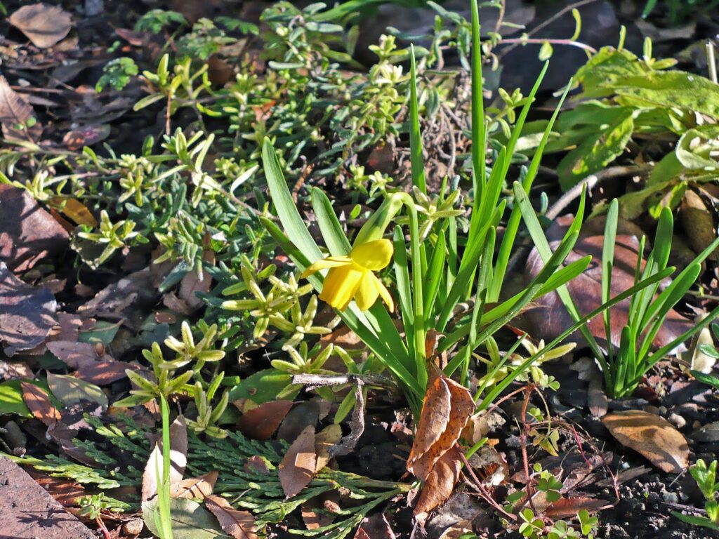 tiny daffodil