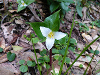 trillium flowering