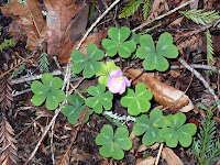 redwood sorrel flower