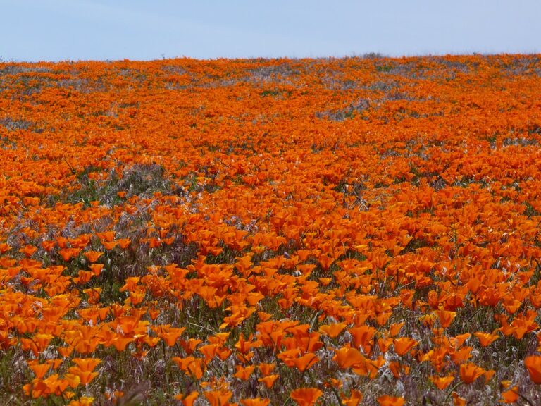 fields of California Poppies at Antelope Valley