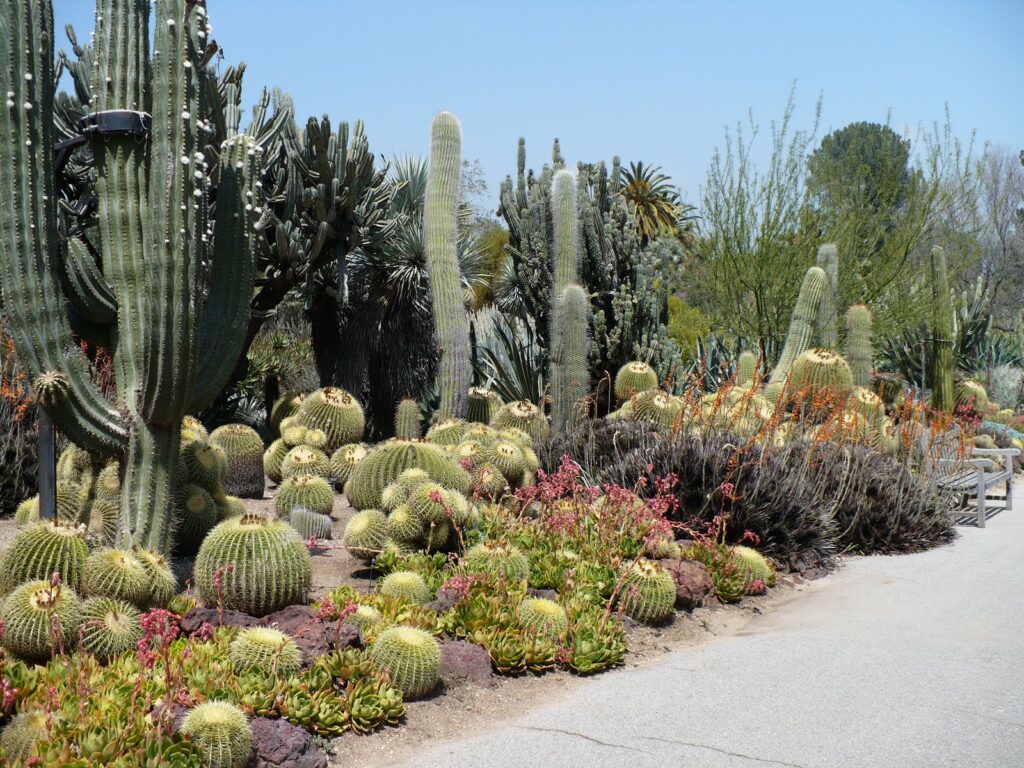 Cacti Garden Huntington Gardens, California