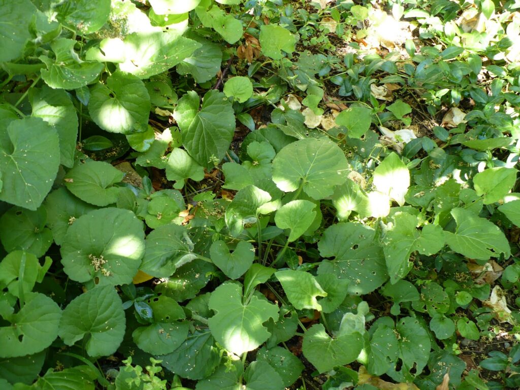 wild violets