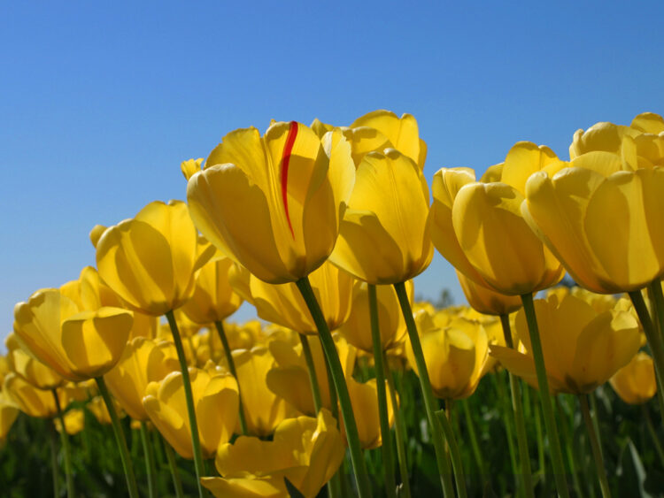 yellow tulips