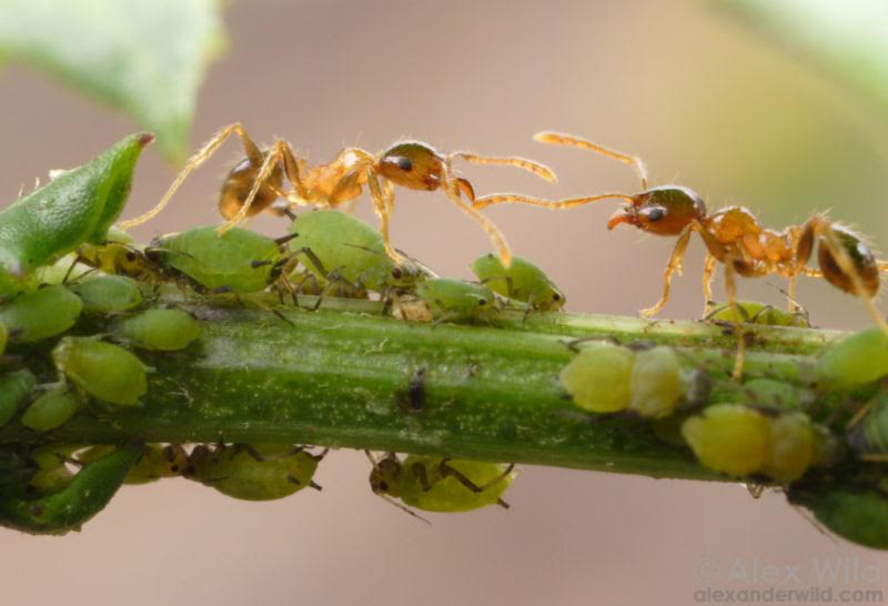 ants farming aphids