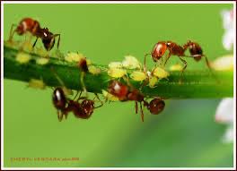 ants on a twig