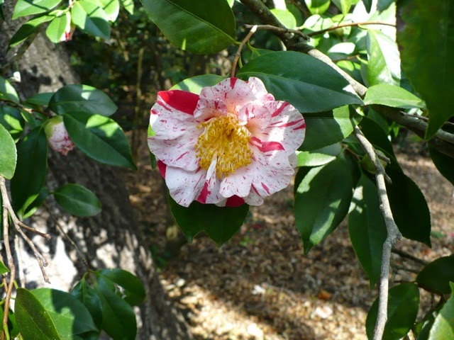 camellia japonica flower