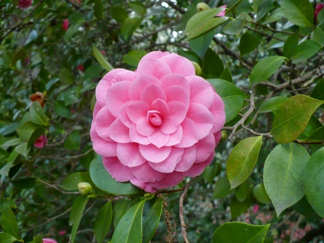 pink camellia