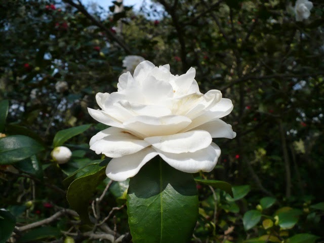 white camellia japonica