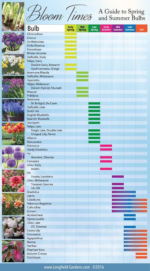 chart of bulb bloom cycle