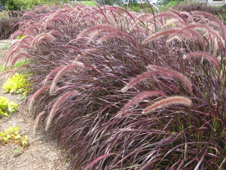 red fountain grass