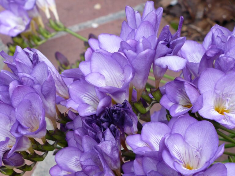 picture of a freesia flower