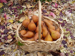 basket of bosc pears