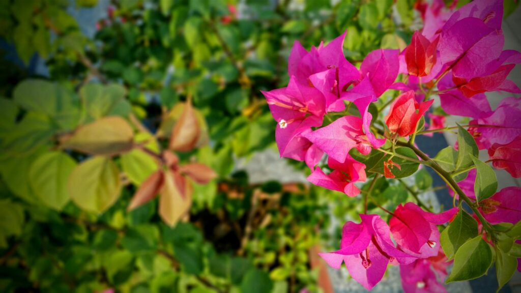 bougainvillea flower