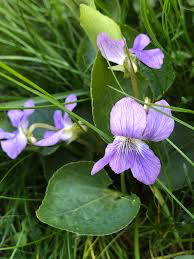 violet flower