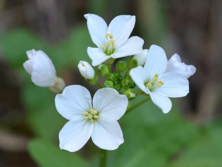 milk maid wild flower