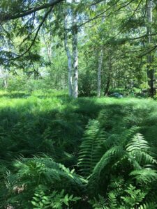 Acadia forest at wild garden